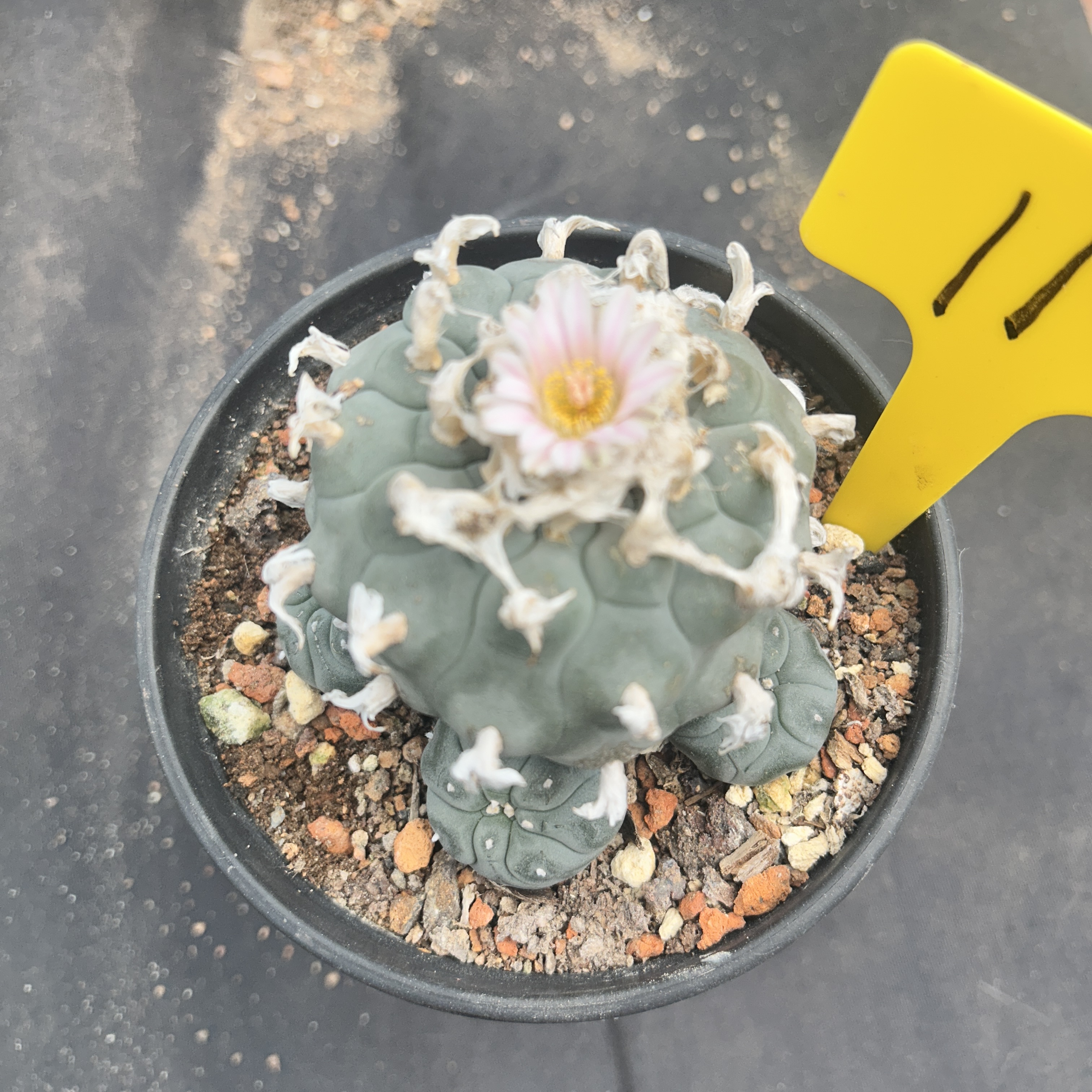 7-8cm（WYSIWYG）Lophophora williamsii 6-8 years old Number 11