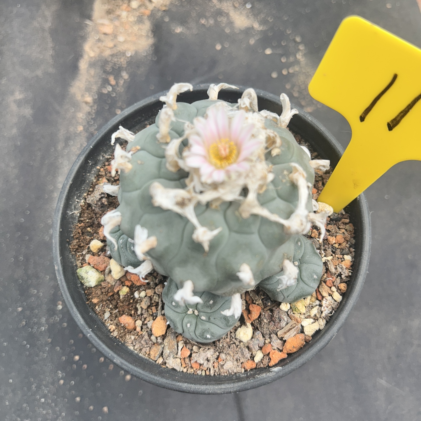 7-8cm（WYSIWYG）Lophophora williamsii 6-8 years old Number 11