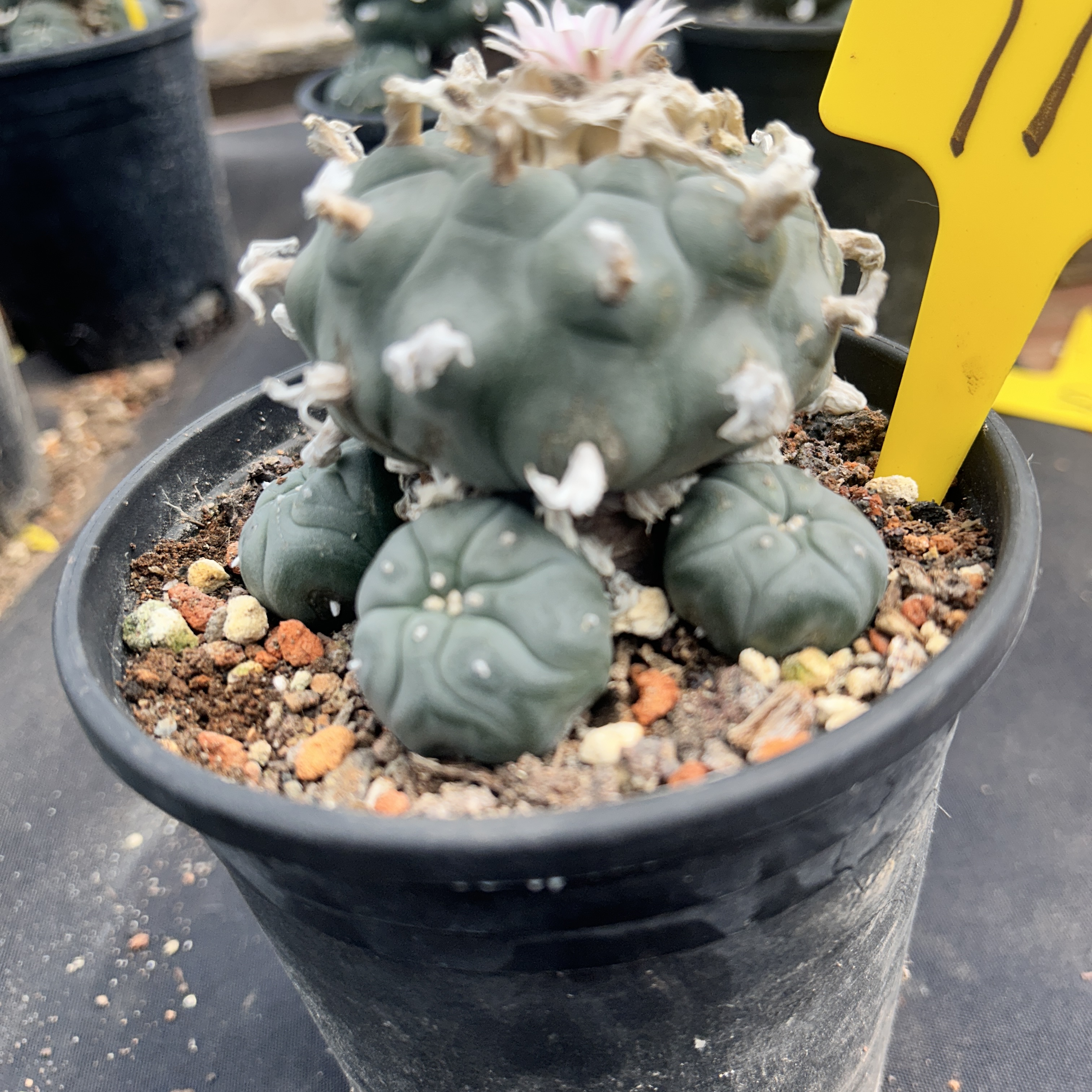 7-8cm（WYSIWYG）Lophophora williamsii 6-8 years old Number 11