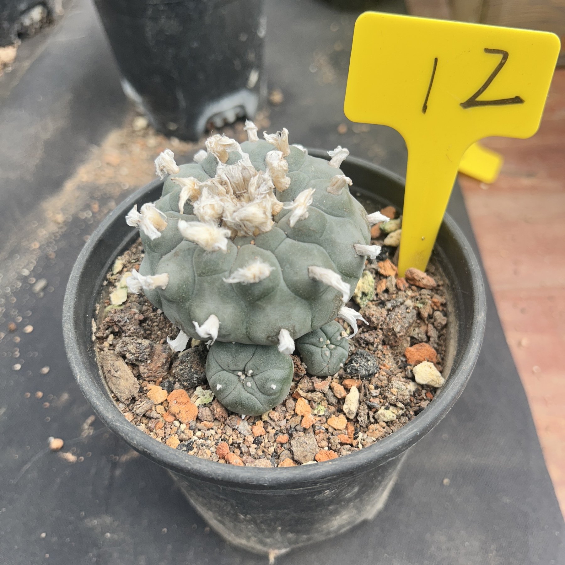 7-8cm（WYSIWYG）Lophophora williamsii 6-8 years old Number 12
