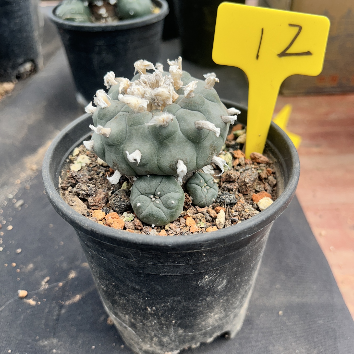 7-8cm（WYSIWYG）Lophophora williamsii 6-8 years old Number 12