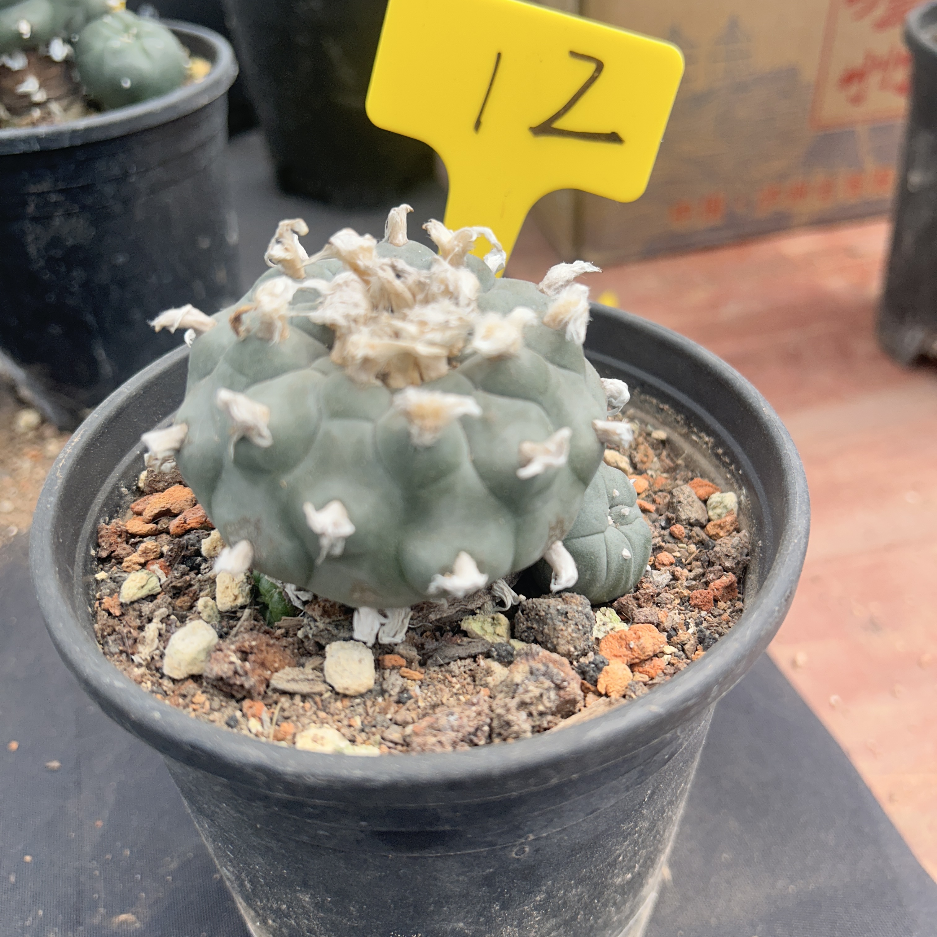 7-8cm（WYSIWYG）Lophophora williamsii 6-8 years old Number 12