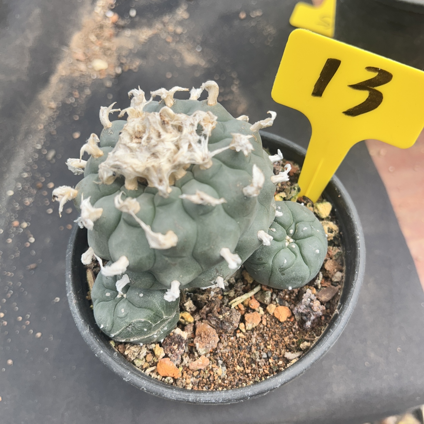 7-8cm（WYSIWYG）Lophophora williamsii 6-8 years old Number 13