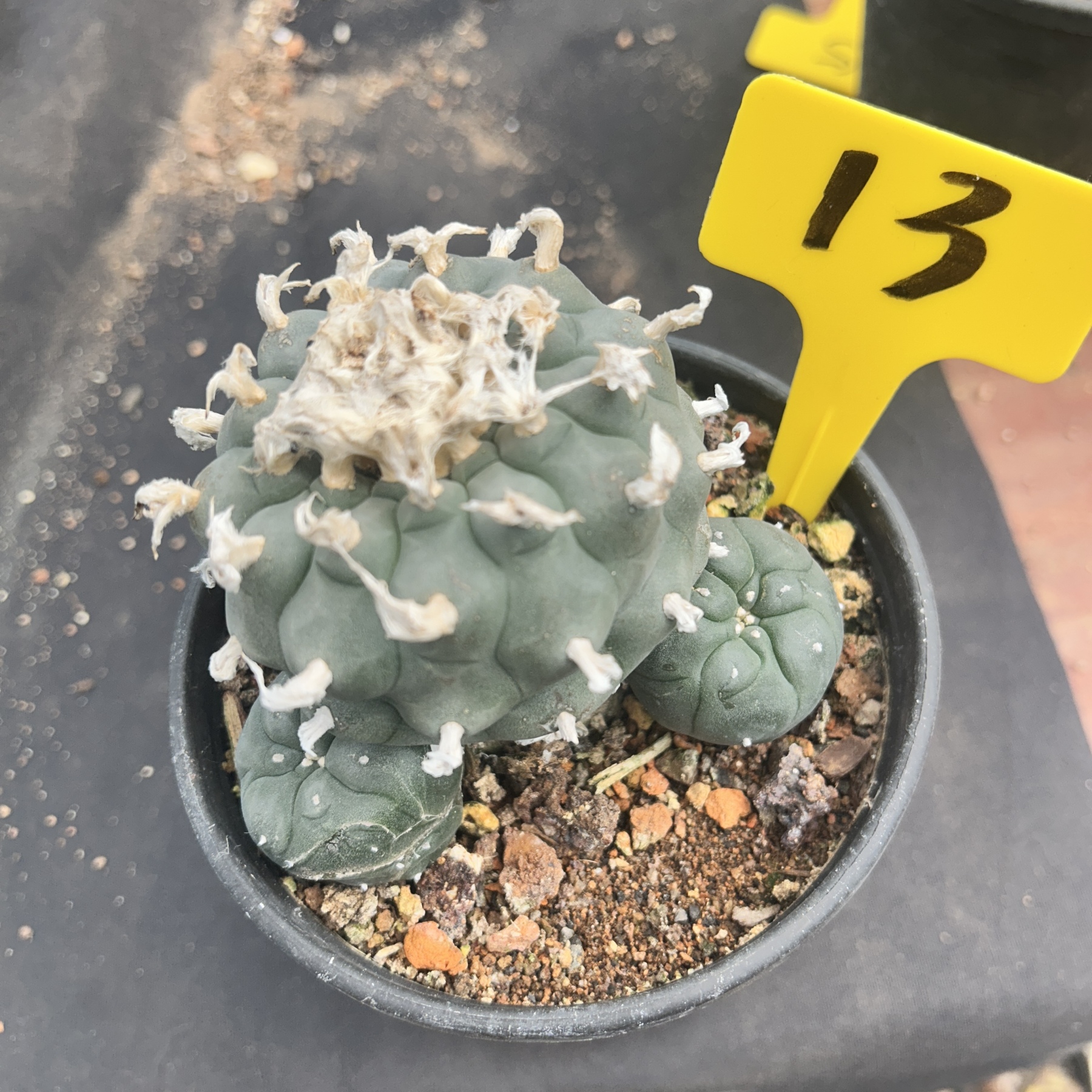 7-8cm（WYSIWYG）Lophophora williamsii 6-8 years old Number 13