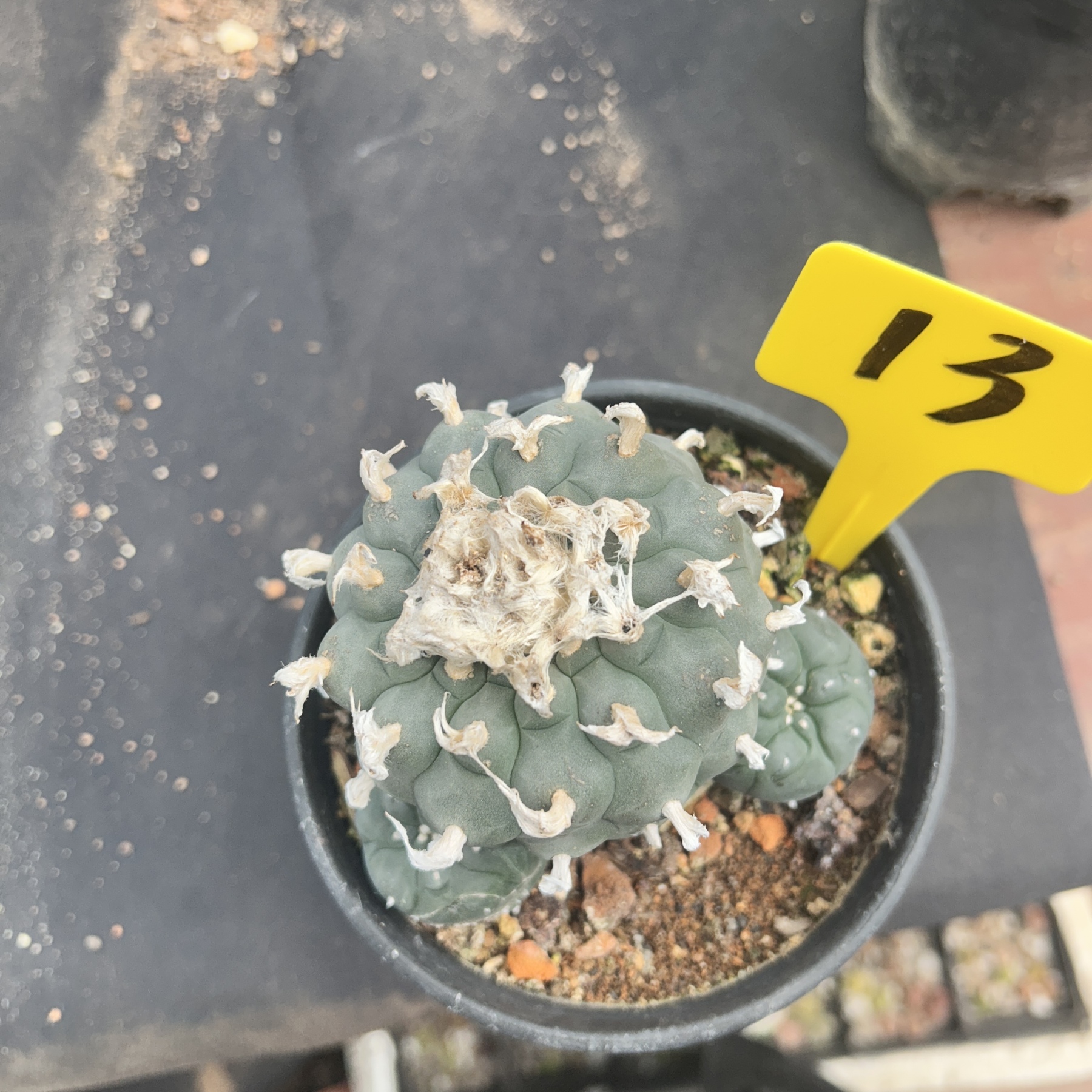 7-8cm（WYSIWYG）Lophophora williamsii 6-8 years old Number 13