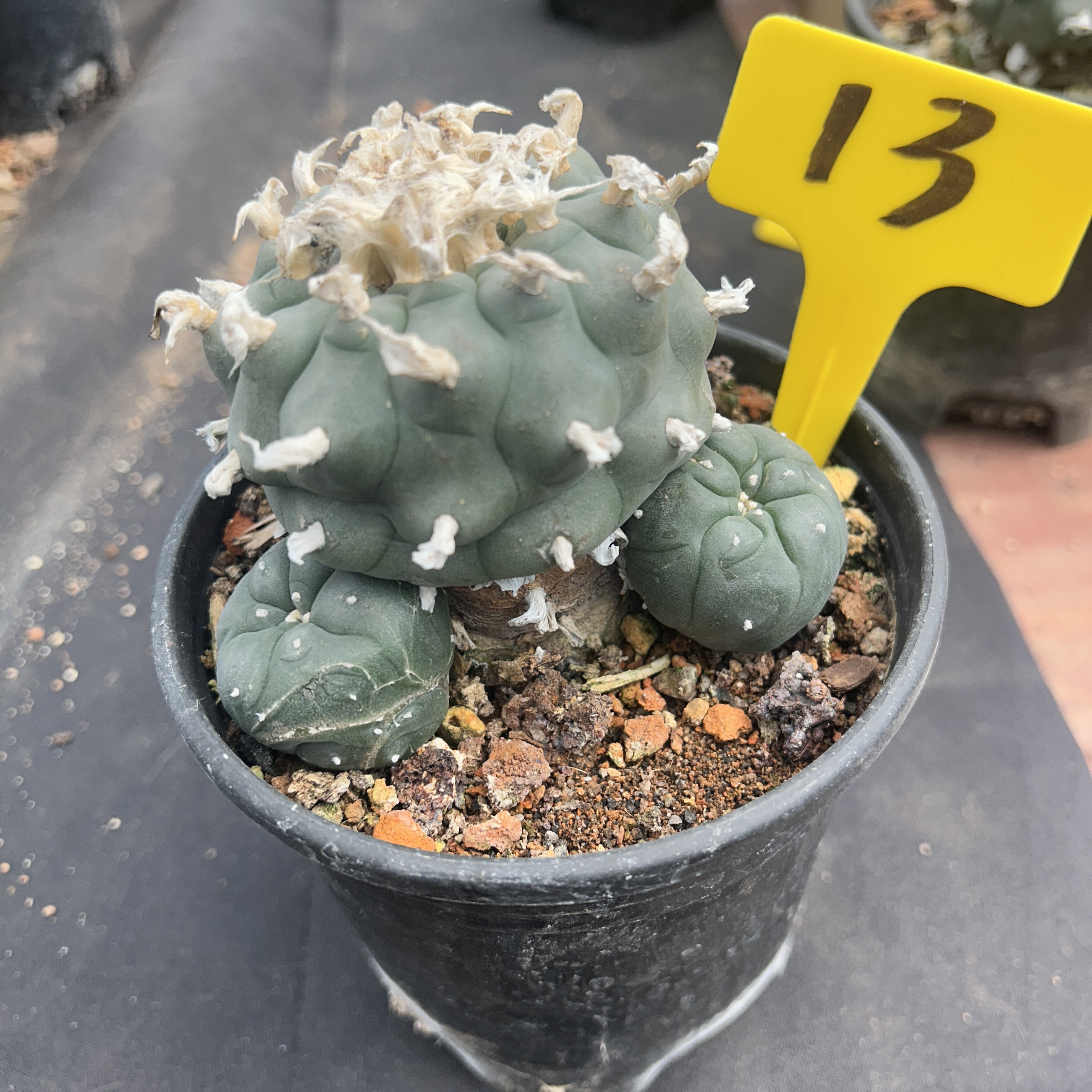 7-8cm（WYSIWYG）Lophophora williamsii 6-8 years old Number 13
