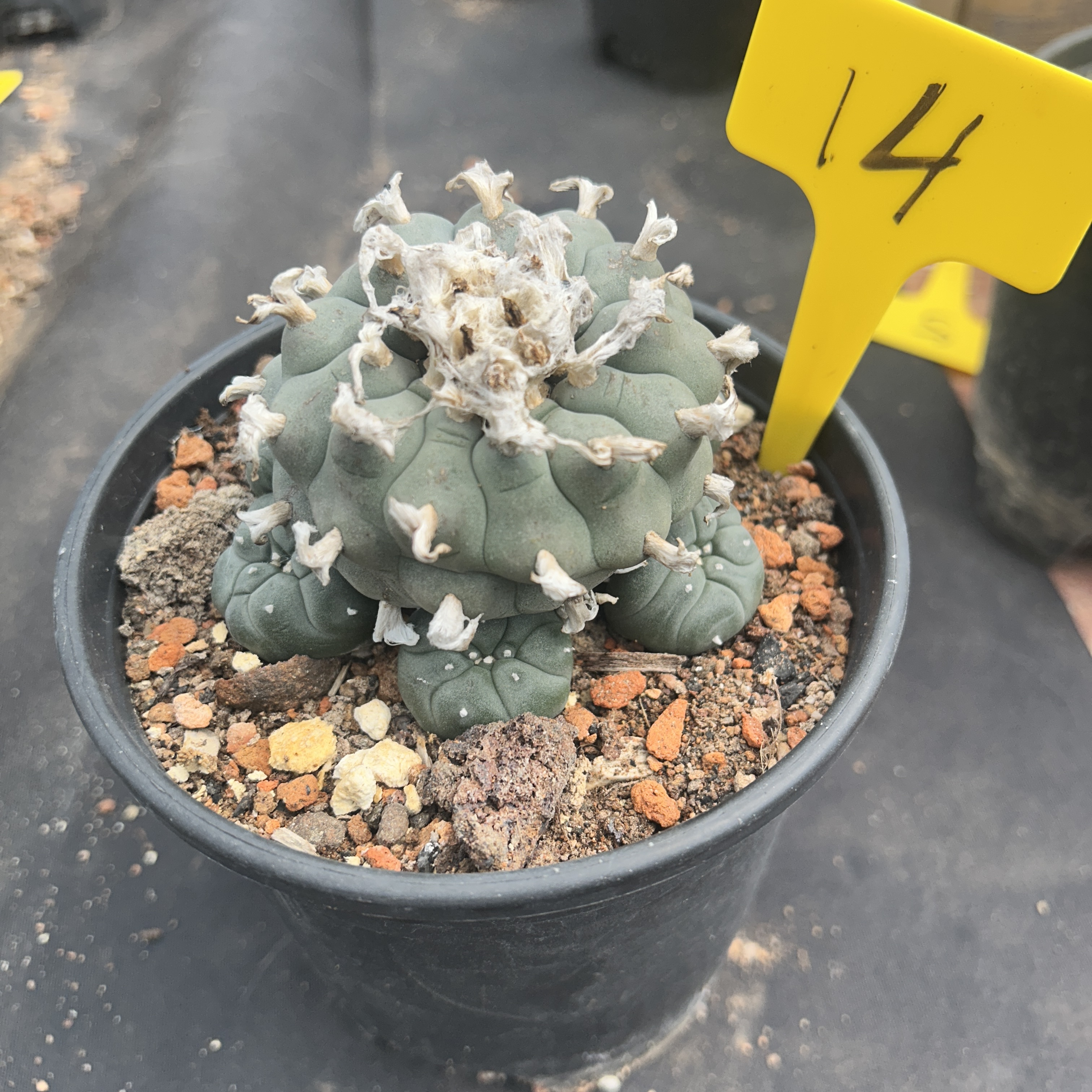 7-8cm（WYSIWYG）Lophophora williamsii 6-8 years old Number 14