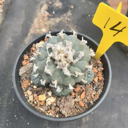 7-8cm（WYSIWYG）Lophophora williamsii 6-8 years old Number 14