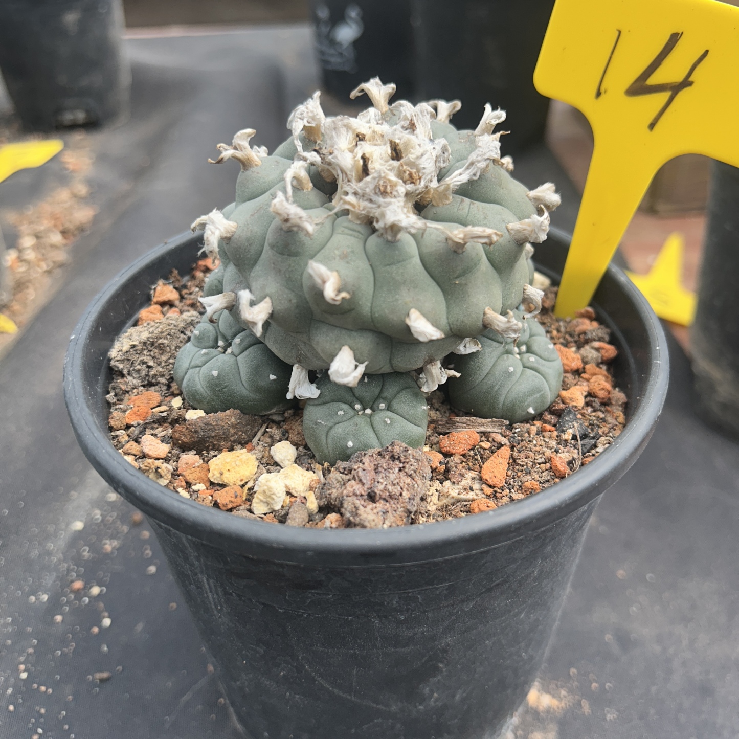 7-8cm（WYSIWYG）Lophophora williamsii 6-8 years old Number 14
