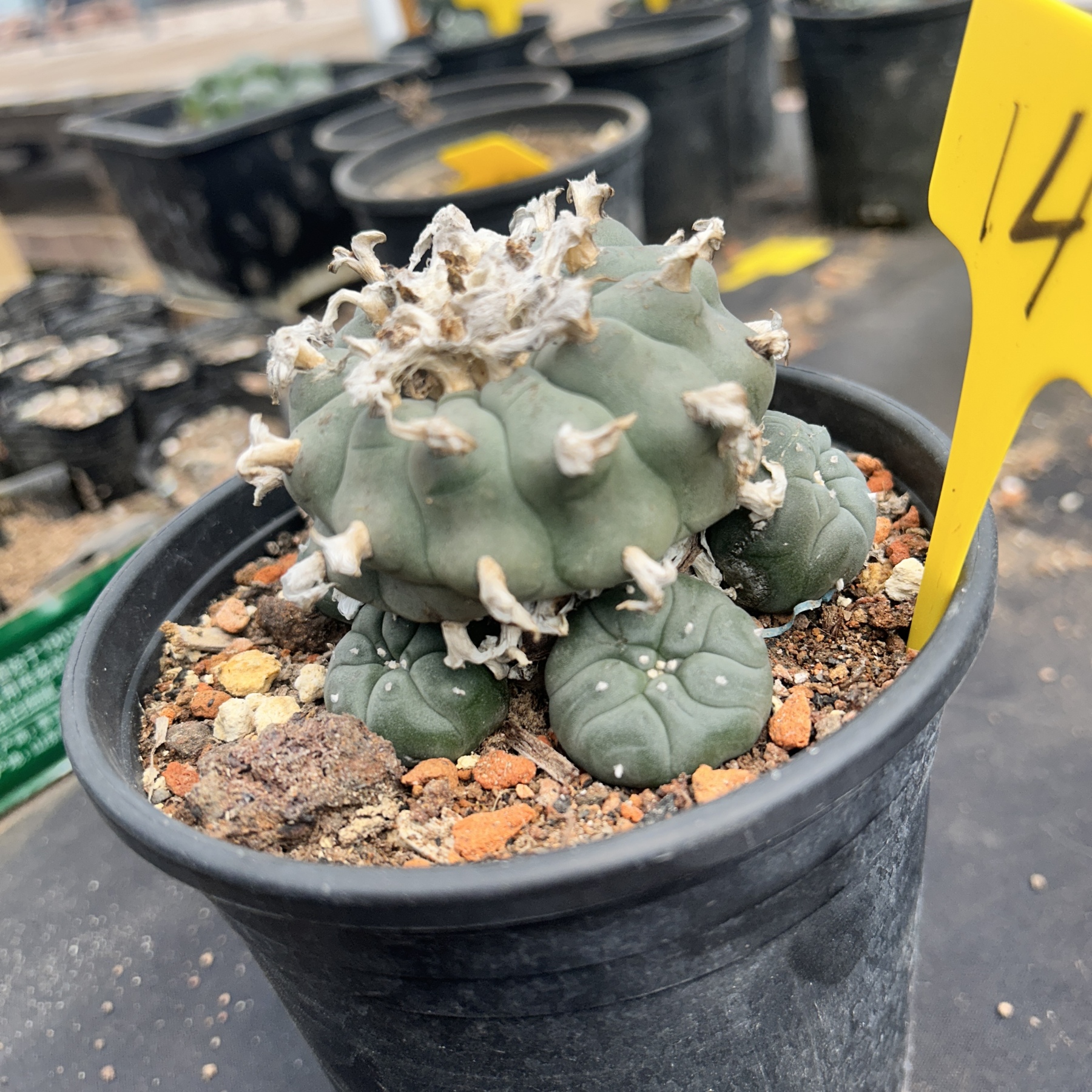 7-8cm（WYSIWYG）Lophophora williamsii 6-8 years old Number 14