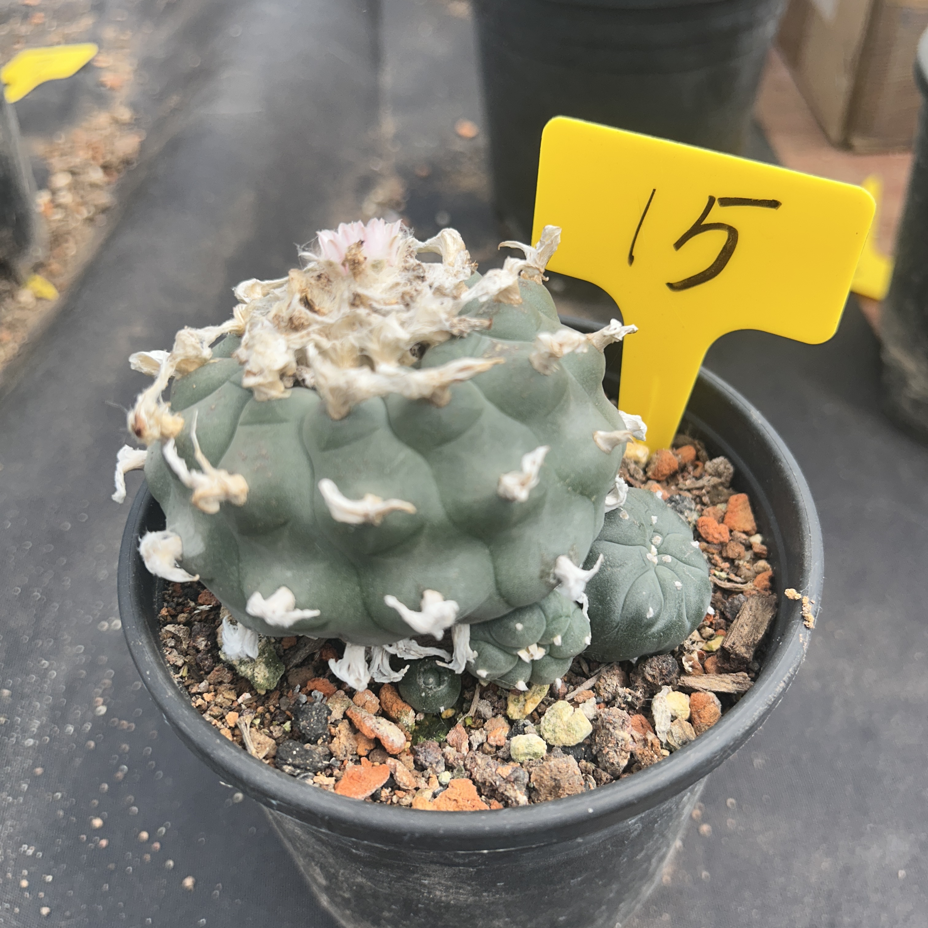 7-8cm（WYSIWYG）Lophophora williamsii 6-8 years old Number 15