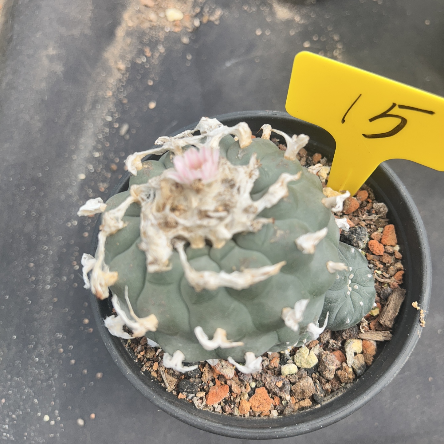 7-8cm（WYSIWYG）Lophophora williamsii 6-8 years old Number 15