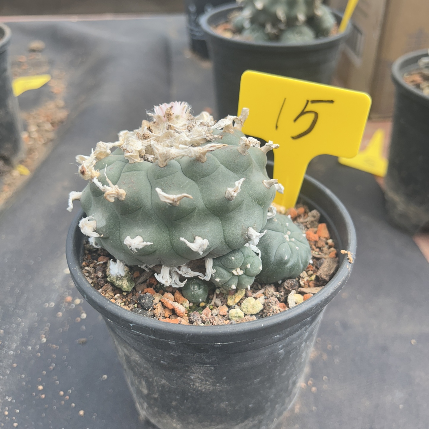 7-8cm（WYSIWYG）Lophophora williamsii 6-8 years old Number 15