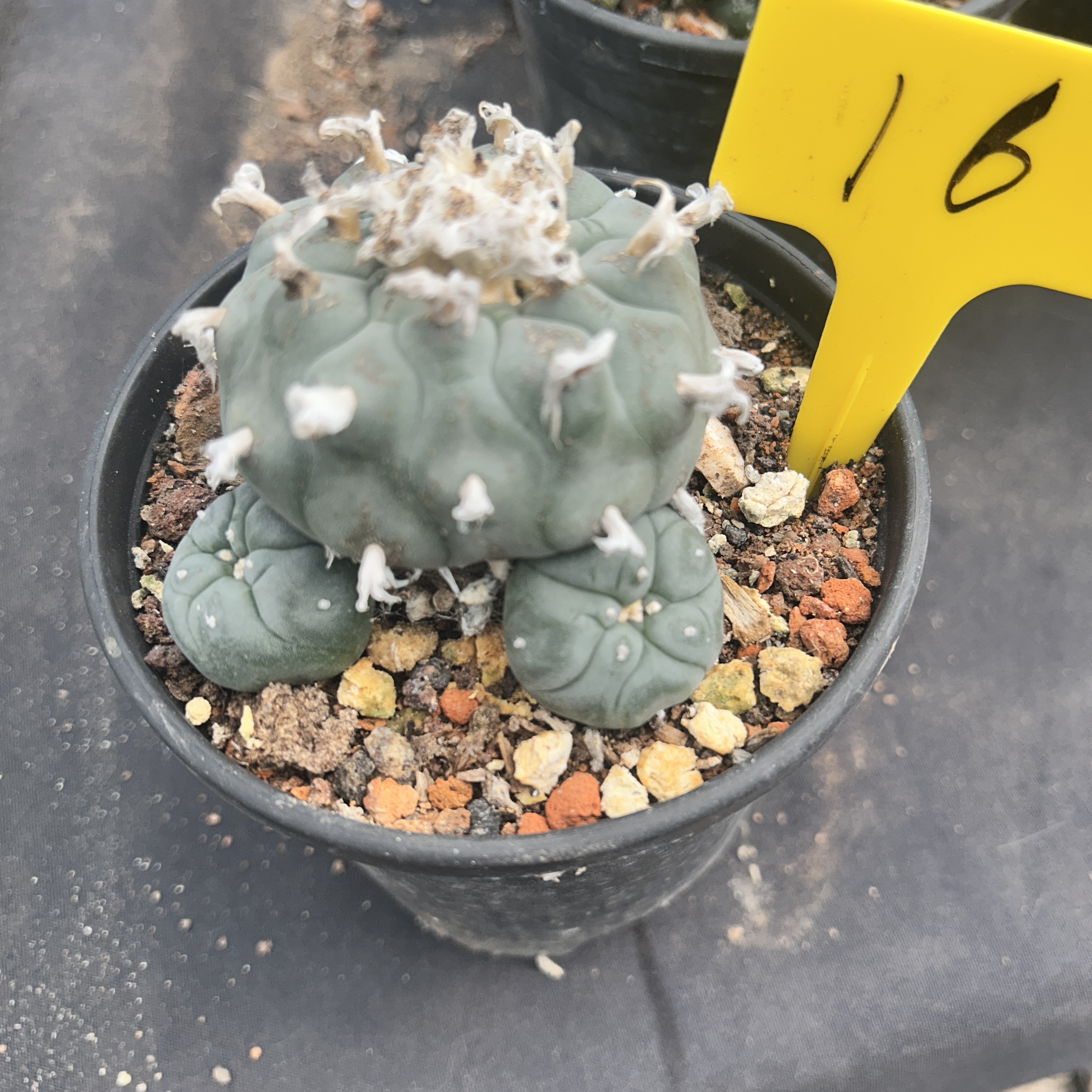 7-8cm（WYSIWYG）Lophophora williamsii 6-8 years old Number 16