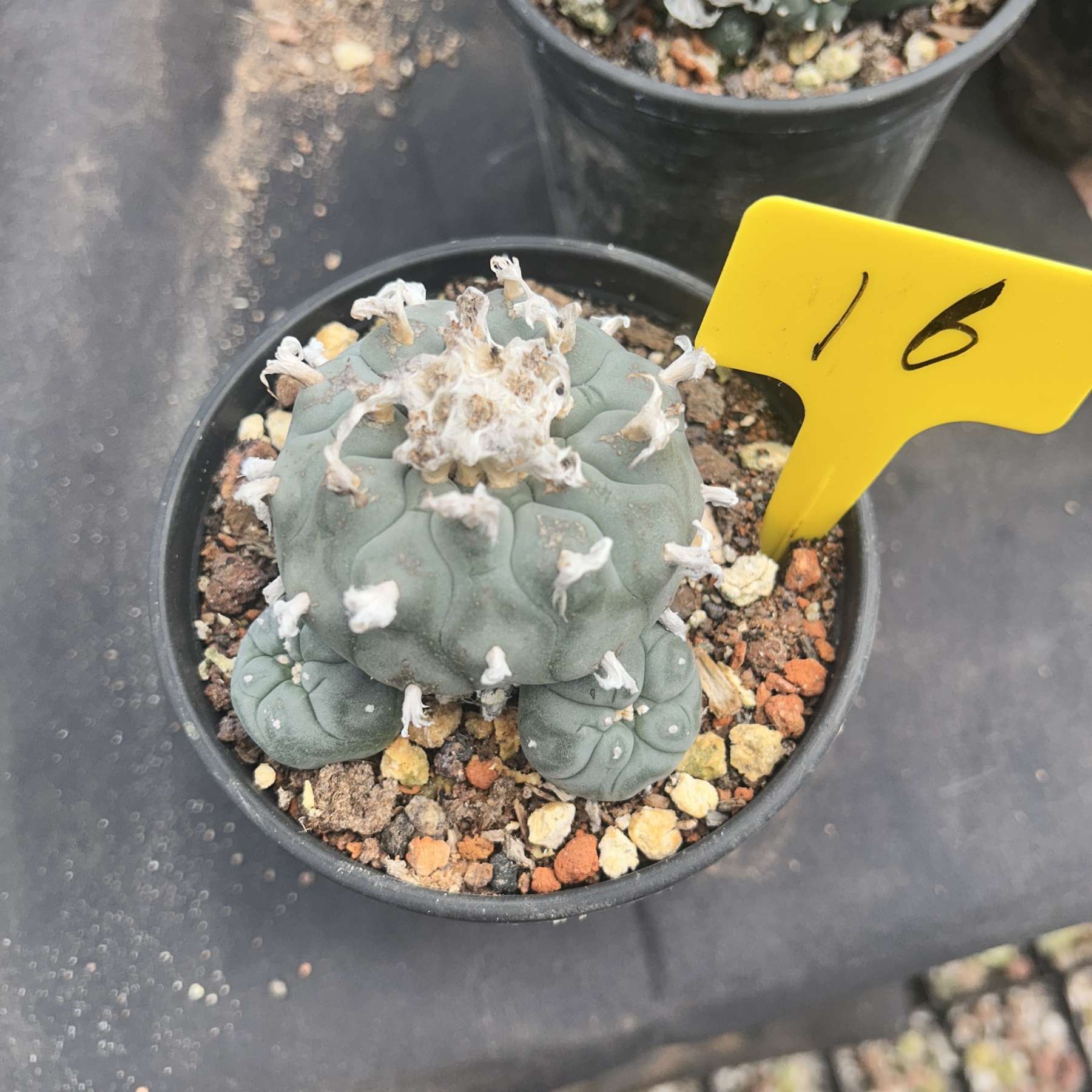 7-8cm（WYSIWYG）Lophophora williamsii 6-8 years old Number 16