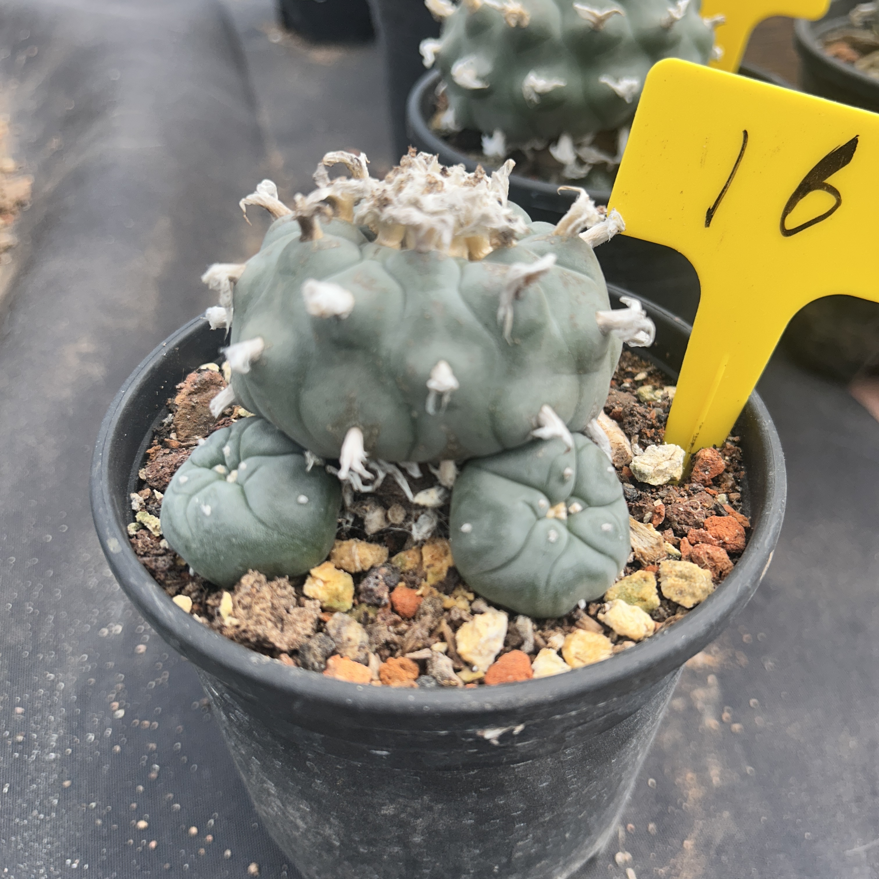 7-8cm（WYSIWYG）Lophophora williamsii 6-8 years old Number 16