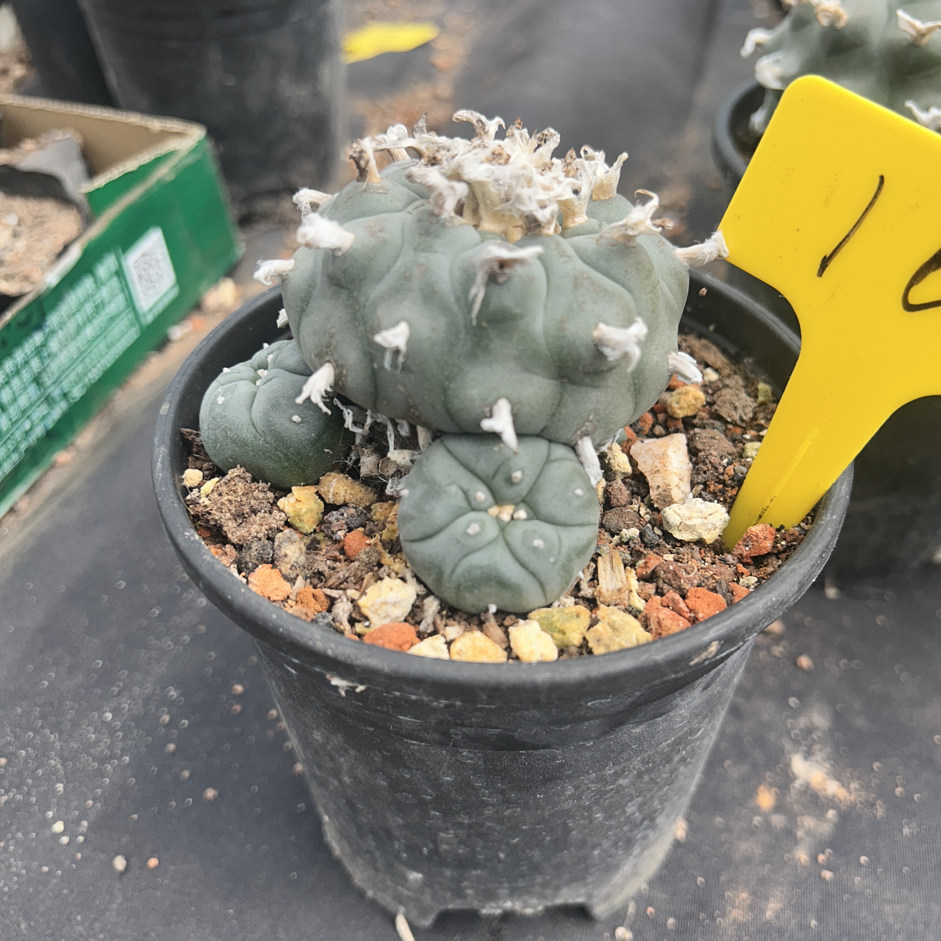 7-8cm（WYSIWYG）Lophophora williamsii 6-8 years old Number 16
