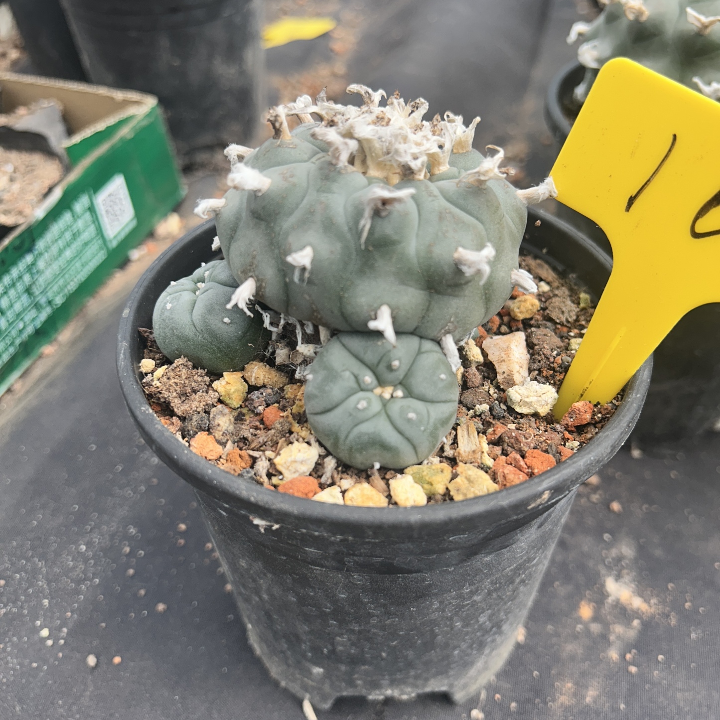 7-8cm（WYSIWYG）Lophophora williamsii 6-8 years old Number 16