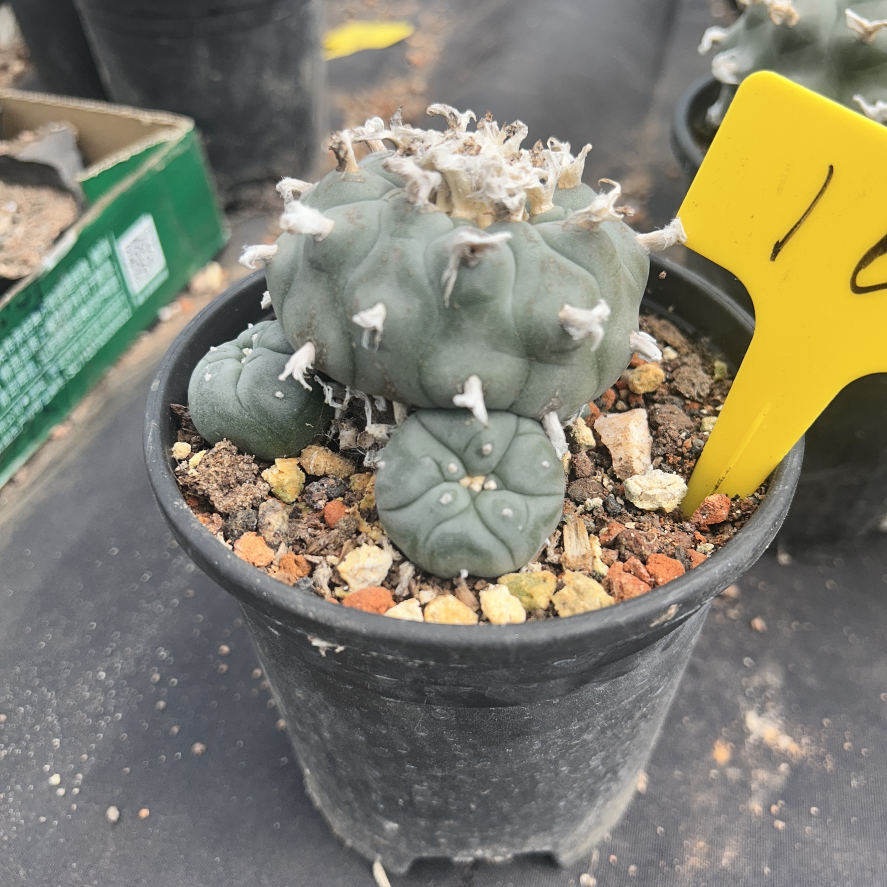 7-8cm（WYSIWYG）Lophophora williamsii 6-8 years old Number 16