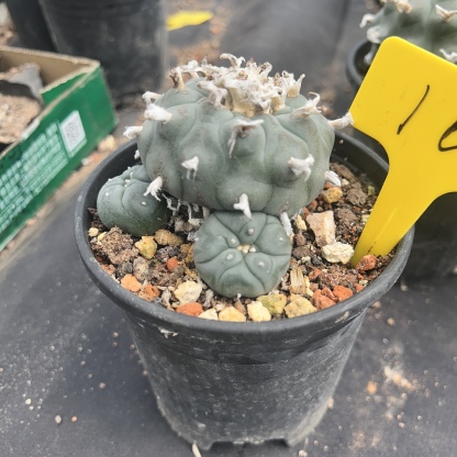 7-8cm（WYSIWYG）Lophophora williamsii 6-8 years old Number 16