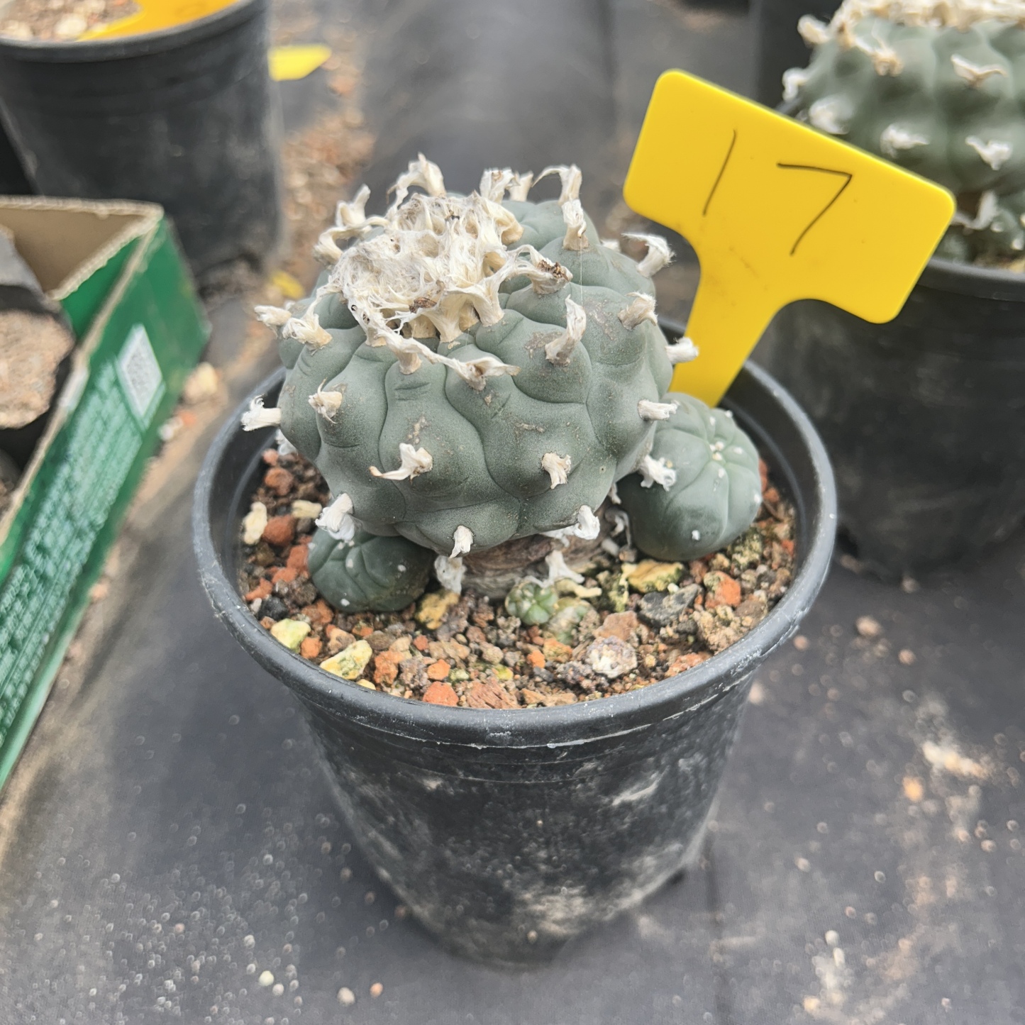 7-8cm（WYSIWYG）Lophophora williamsii 6-8 years old Number 17