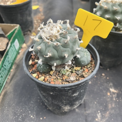 7-8cm（WYSIWYG）Lophophora williamsii 6-8 years old Number 17