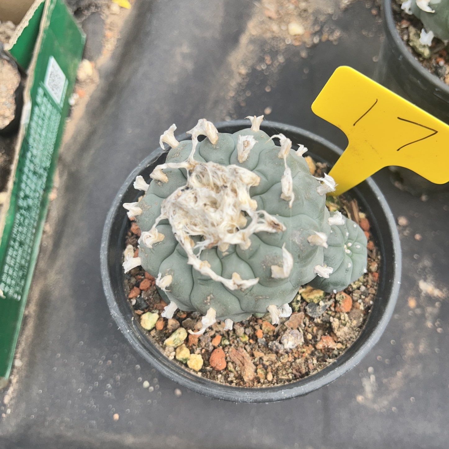 7-8cm（WYSIWYG）Lophophora williamsii 6-8 years old Number 17