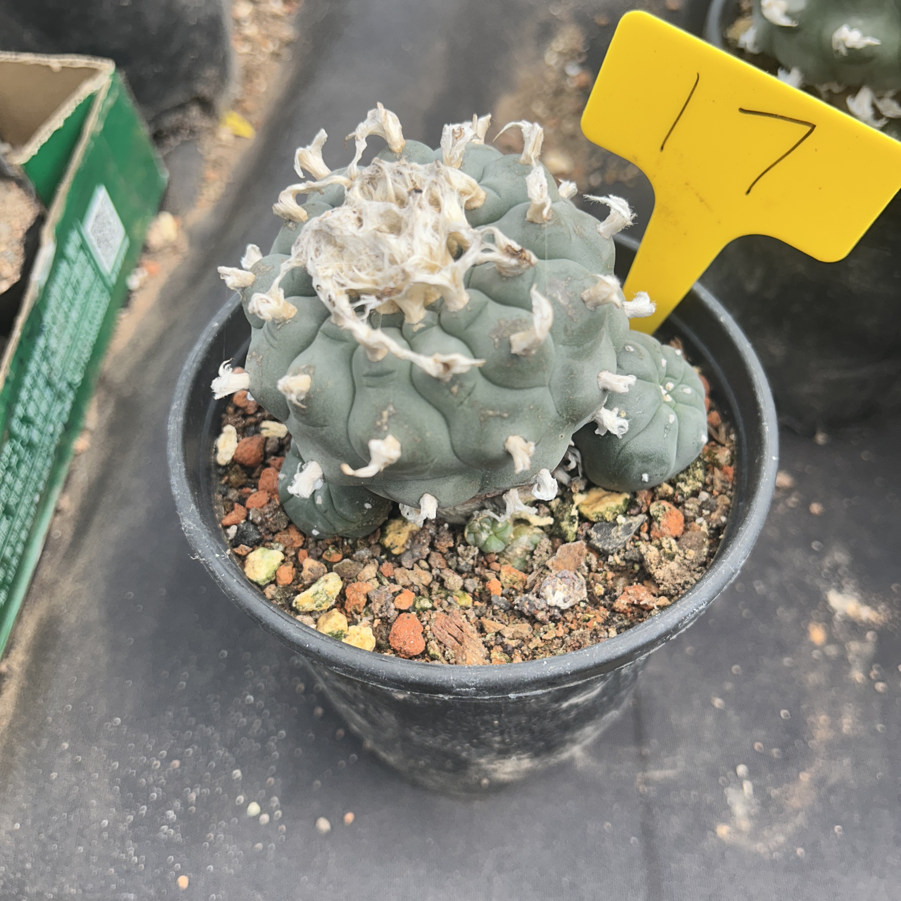 7-8cm（WYSIWYG）Lophophora williamsii 6-8 years old Number 17