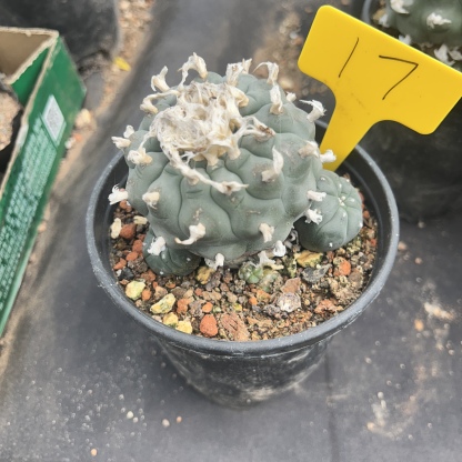 7-8cm（WYSIWYG）Lophophora williamsii 6-8 years old Number 17