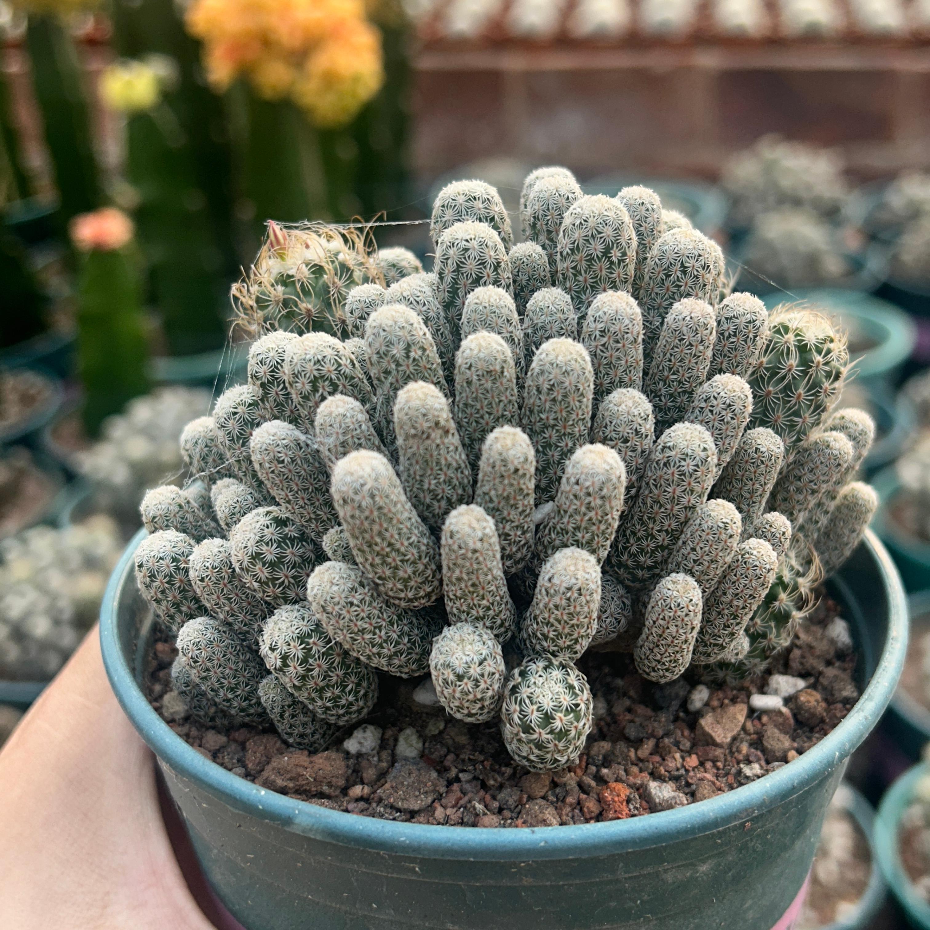 8-12cm Turbinicarpus krainzianus var（Multi-head）