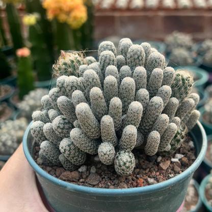 8-12cm Turbinicarpus krainzianus var（Multi-head）