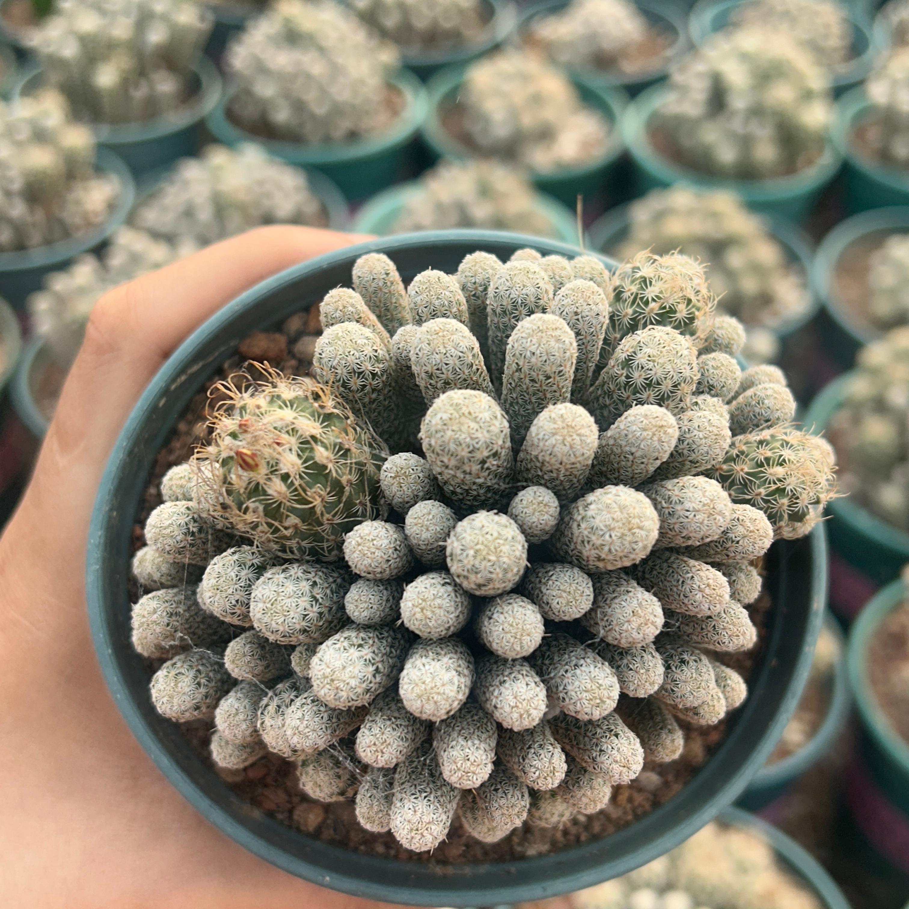 8-12cm Turbinicarpus krainzianus var（Multi-head）