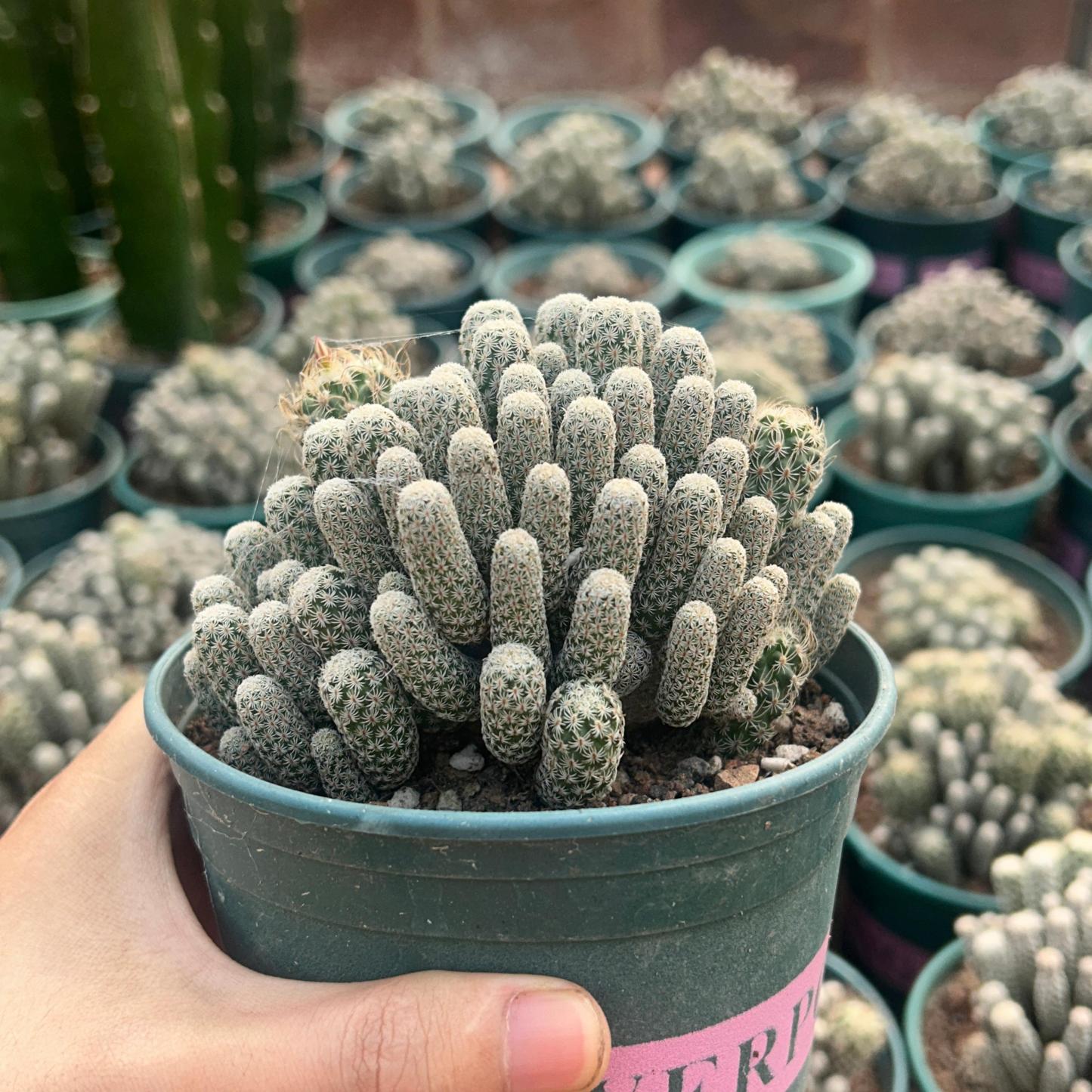 8-12cm Turbinicarpus krainzianus var（Multi-head）