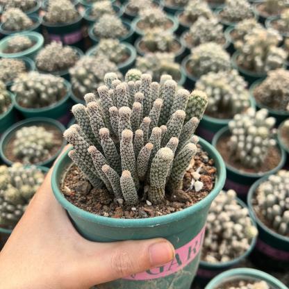8-12cm Turbinicarpus krainzianus var（Multi-head）