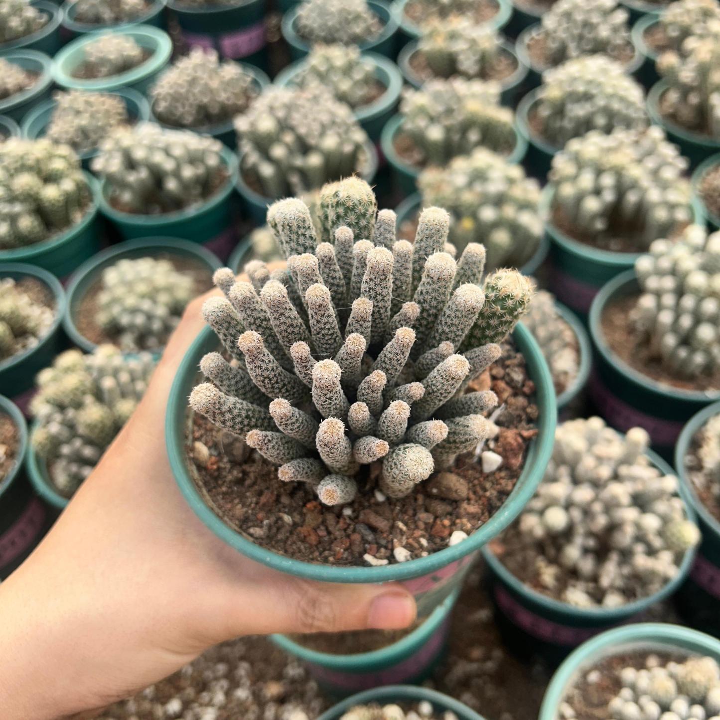 8-12cm Turbinicarpus krainzianus var（Multi-head）