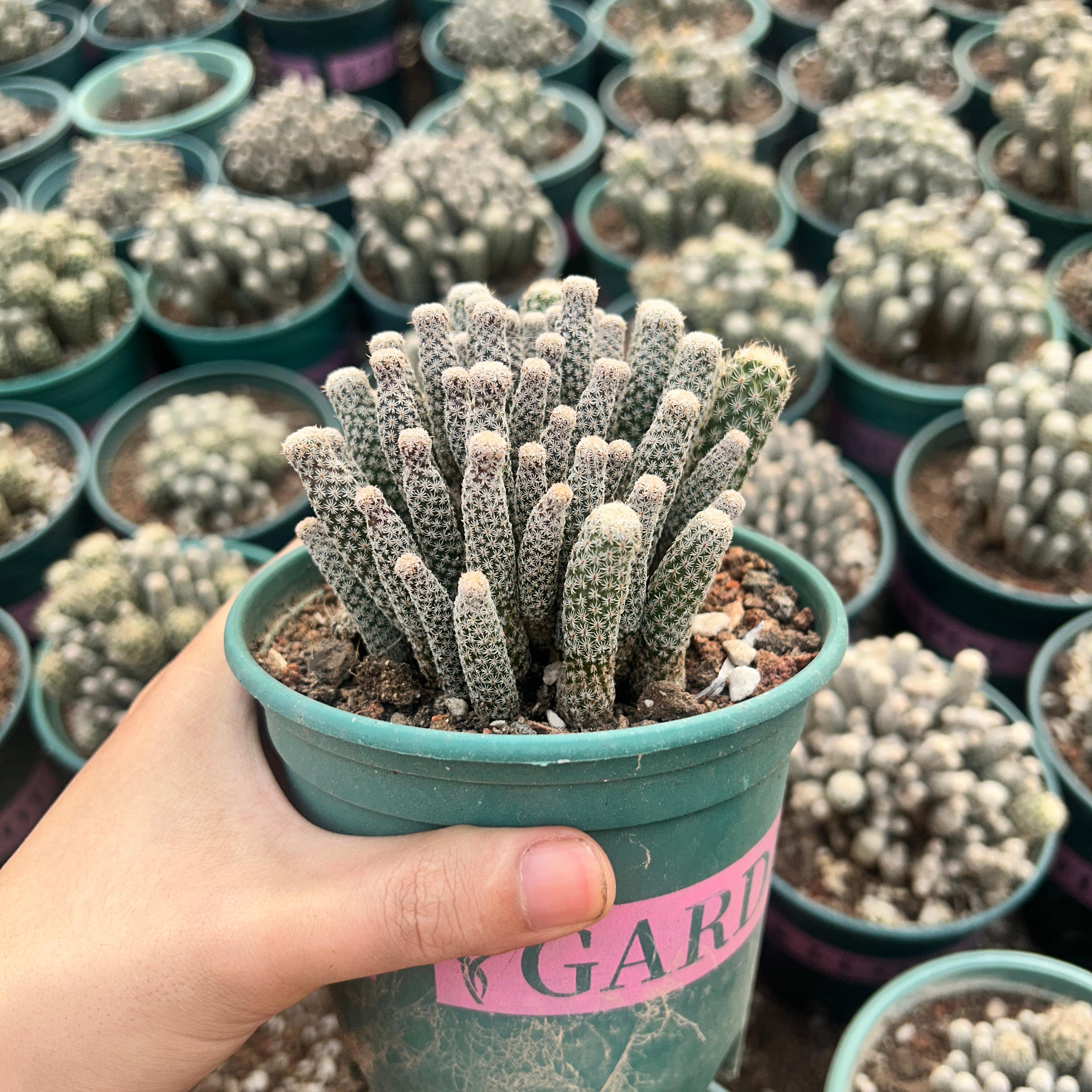 8-12cm Turbinicarpus krainzianus var（Multi-head）