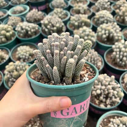 8-12cm Turbinicarpus krainzianus var（Multi-head）