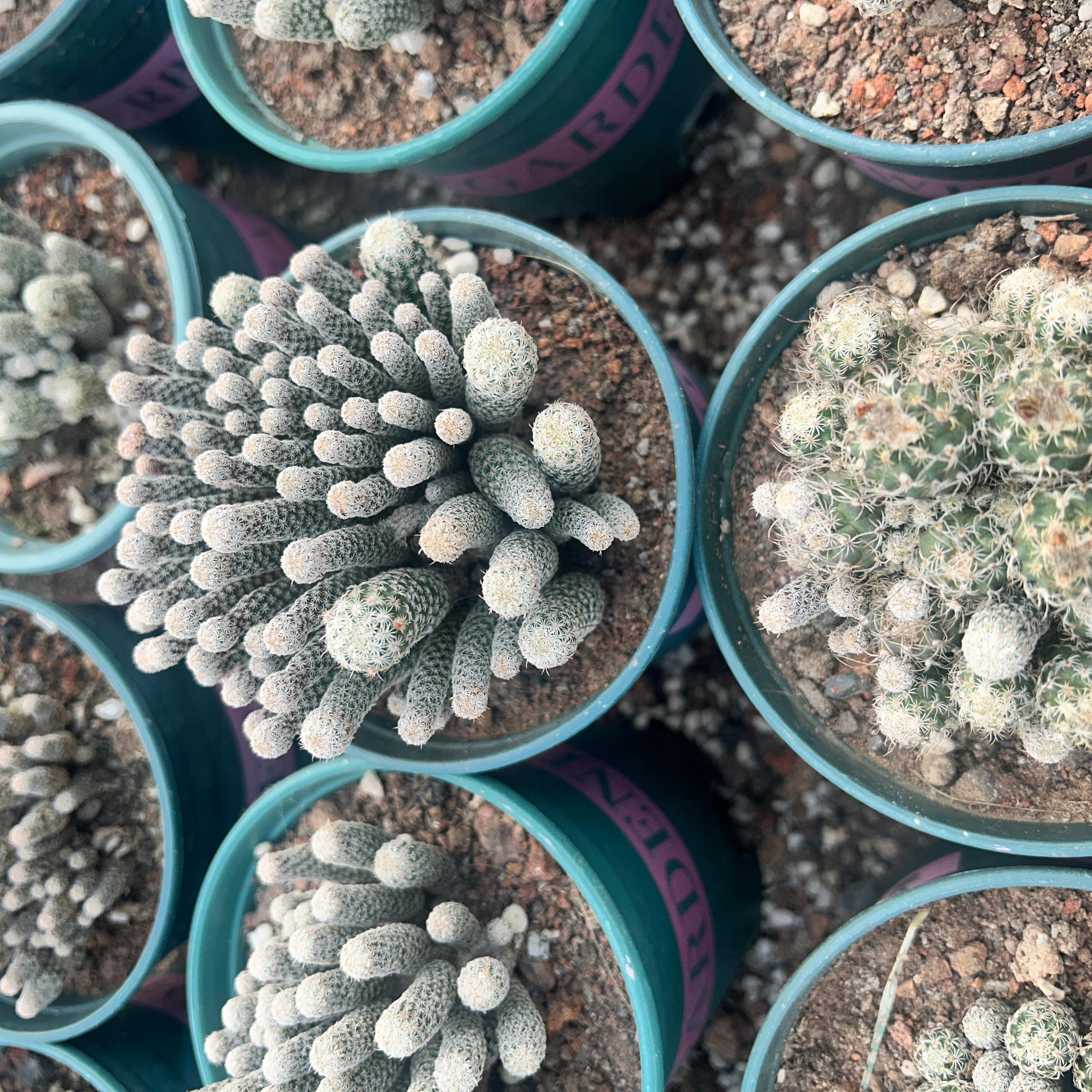 8-12cm Turbinicarpus krainzianus var（Multi-head）