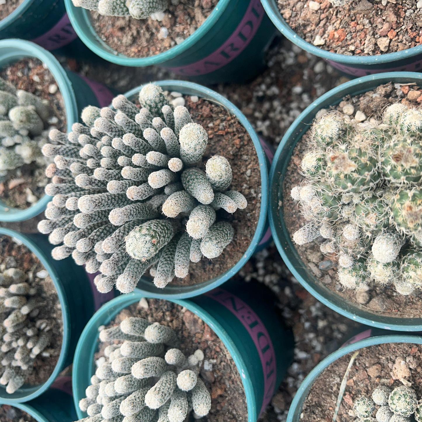 8-12cm Turbinicarpus krainzianus var（Multi-head）