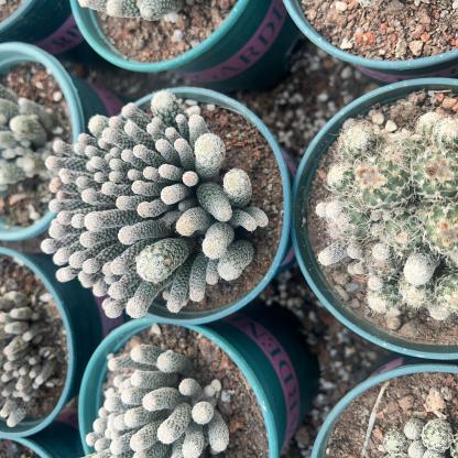 8-12cm Turbinicarpus krainzianus var（Multi-head）