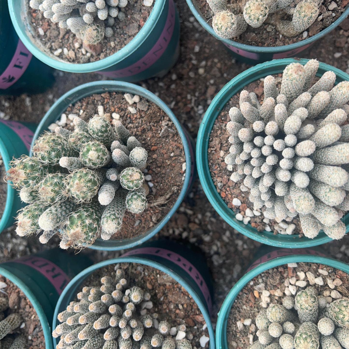 8-12cm Turbinicarpus krainzianus var（Multi-head）