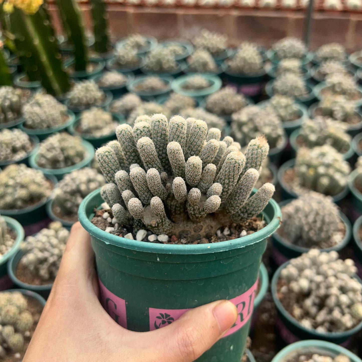 8-12cm Turbinicarpus krainzianus var（Multi-head）