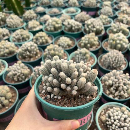 8-12cm Turbinicarpus krainzianus var（Multi-head）