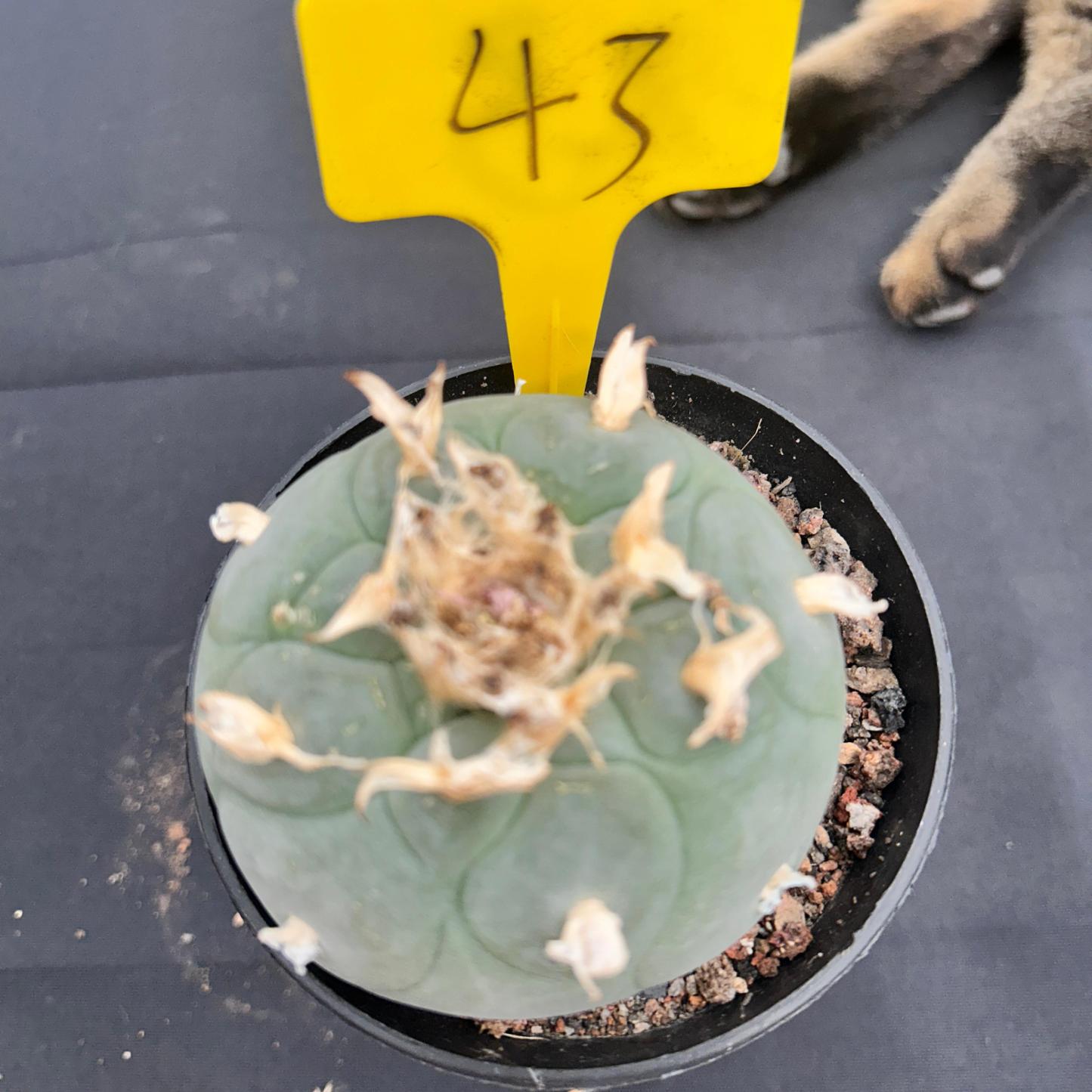 9cm（WYSIWYG）Lophophora fricii 6-8 years old Number 53