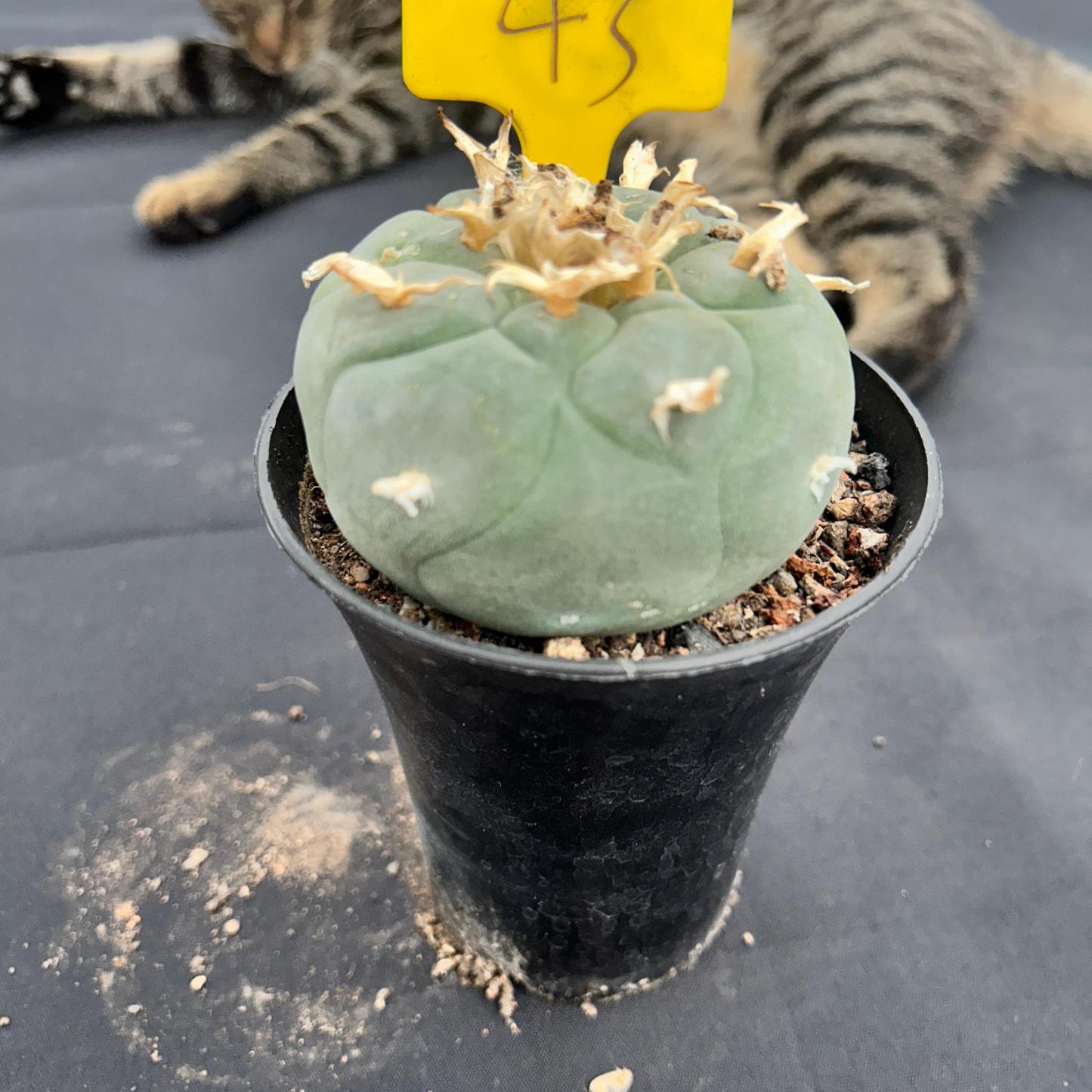 9cm（WYSIWYG）Lophophora fricii 6-8 years old Number 53