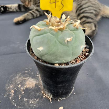 9cm（WYSIWYG）Lophophora fricii 6-8 years old Number 53