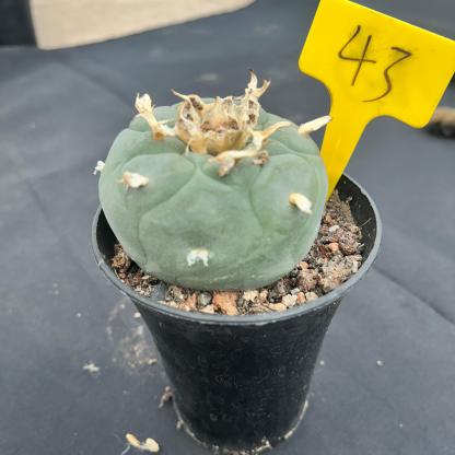 9cm（WYSIWYG）Lophophora fricii 6-8 years old Number 53