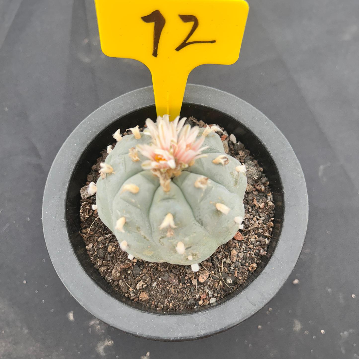 6cm（WYSIWYG）Lophophora williamsii （Japanese white）6-8 years old Number 72