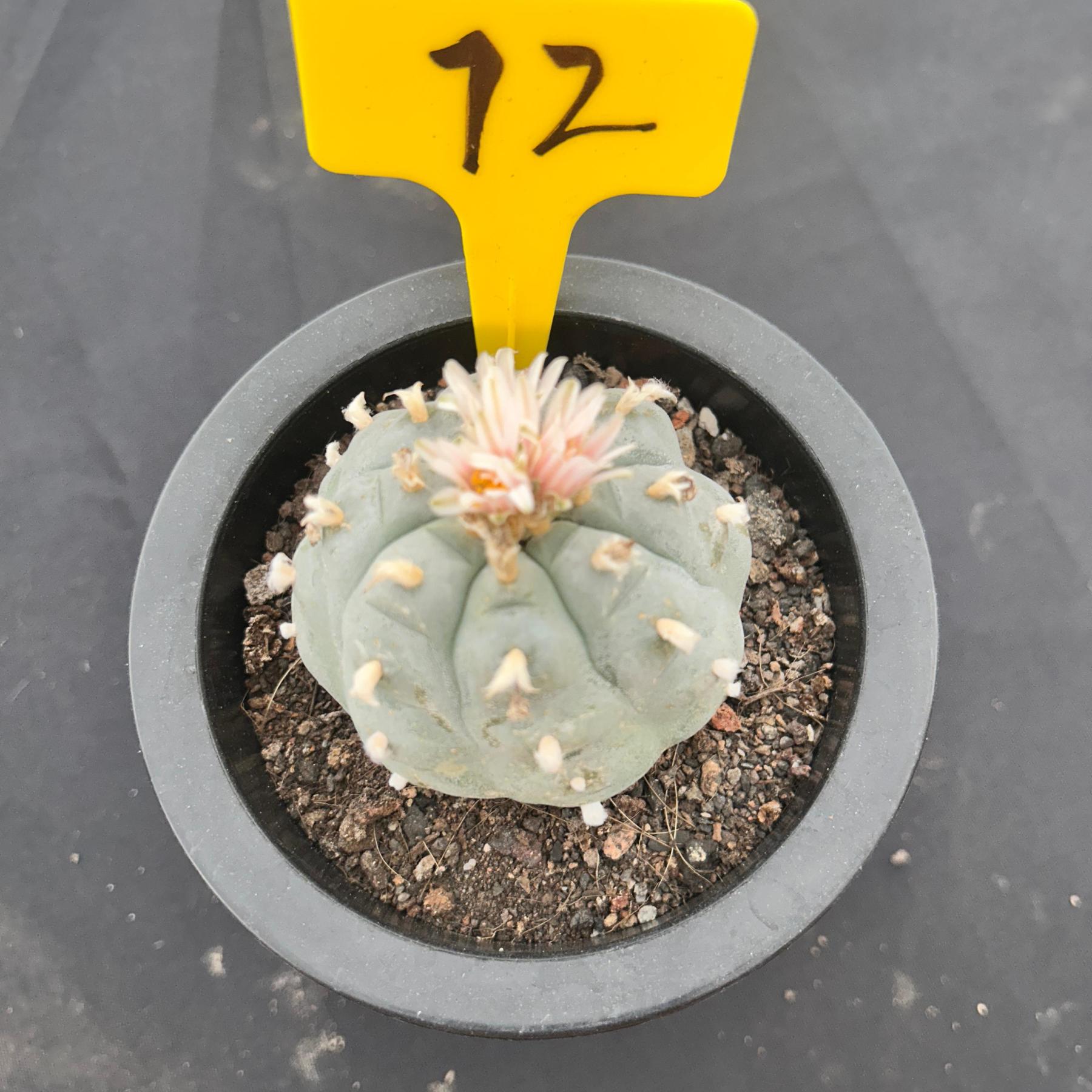 6cm（WYSIWYG）Lophophora williamsii （Japanese white）6-8 years old Number 72