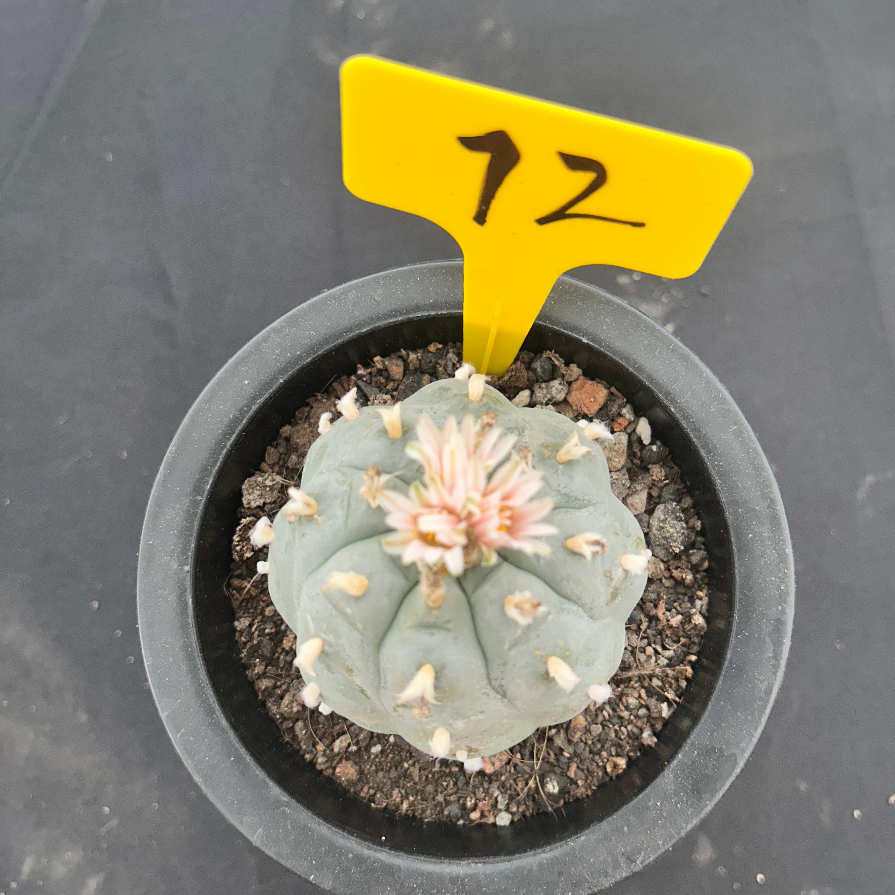 6cm（WYSIWYG）Lophophora williamsii （Japanese white）6-8 years old Number 72
